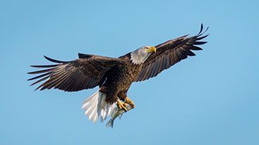 A bald eagle is flying through a blue sky with a fish in its beak.