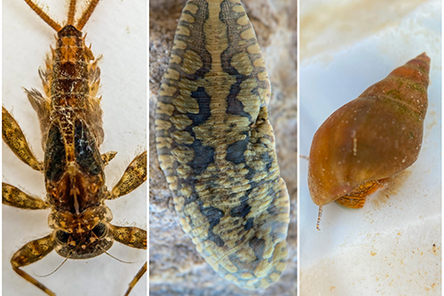 A collage of three pictures of different types of insects