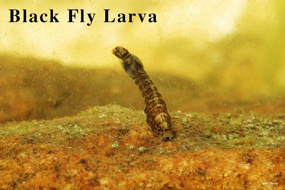 A black fly larva is crawling on a rock.