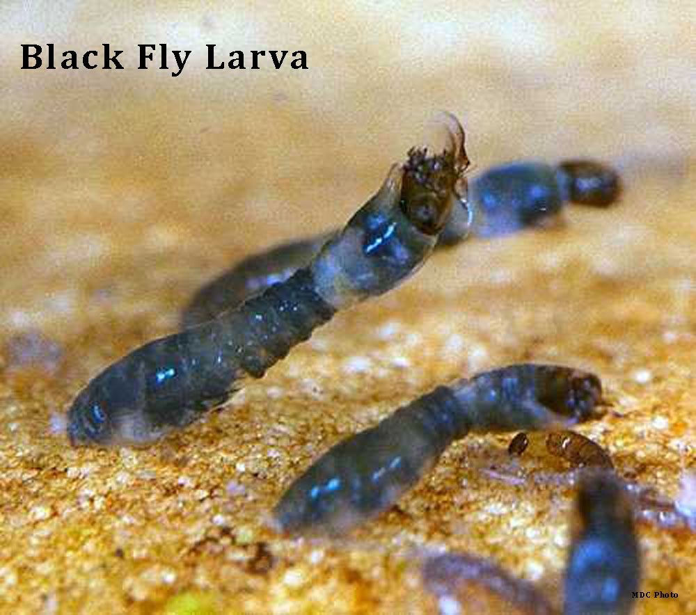 A group of black fly larvae are crawling on the ground.