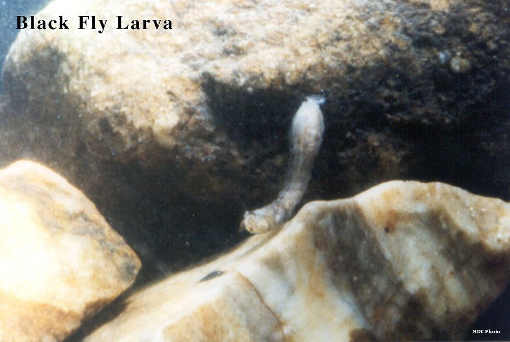 A picture of a black fly larva on a rock