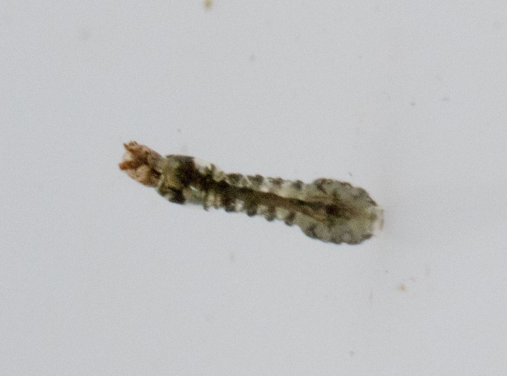A close up of a small worm on a white surface.