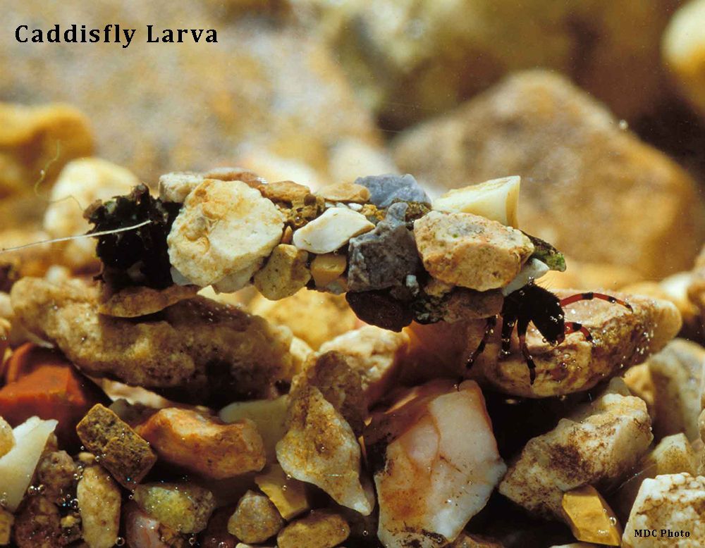 A picture of a caddyfly larva on a pile of rocks