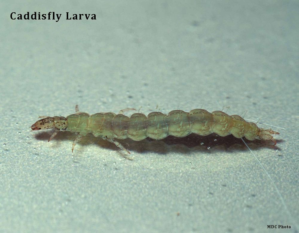 A close up of a caddfly larva on a white surface