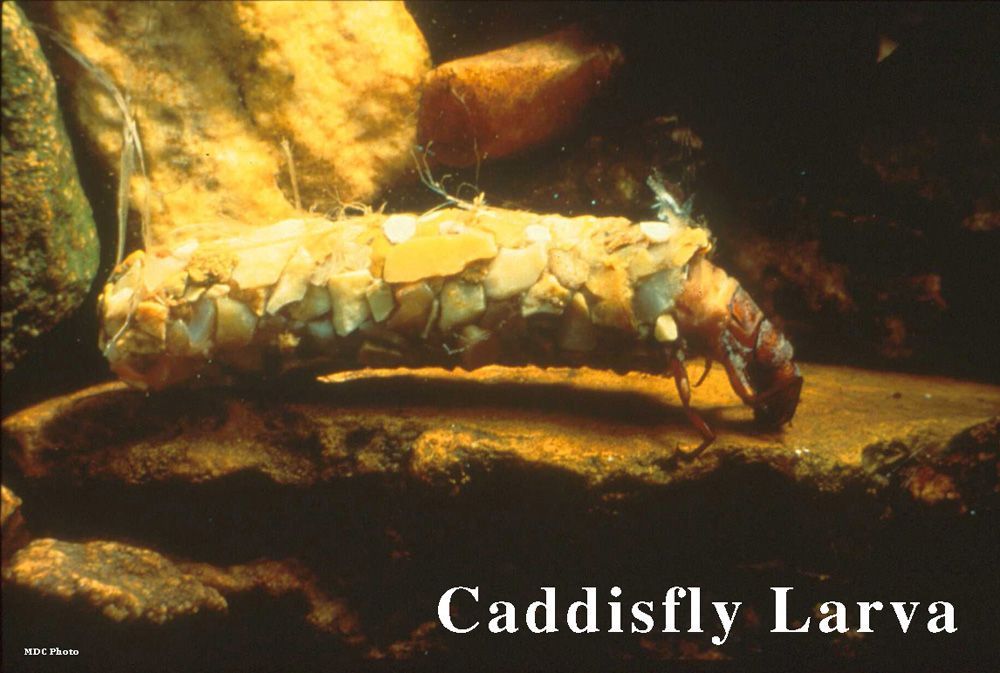 A picture of a caddisfly larva on a rock