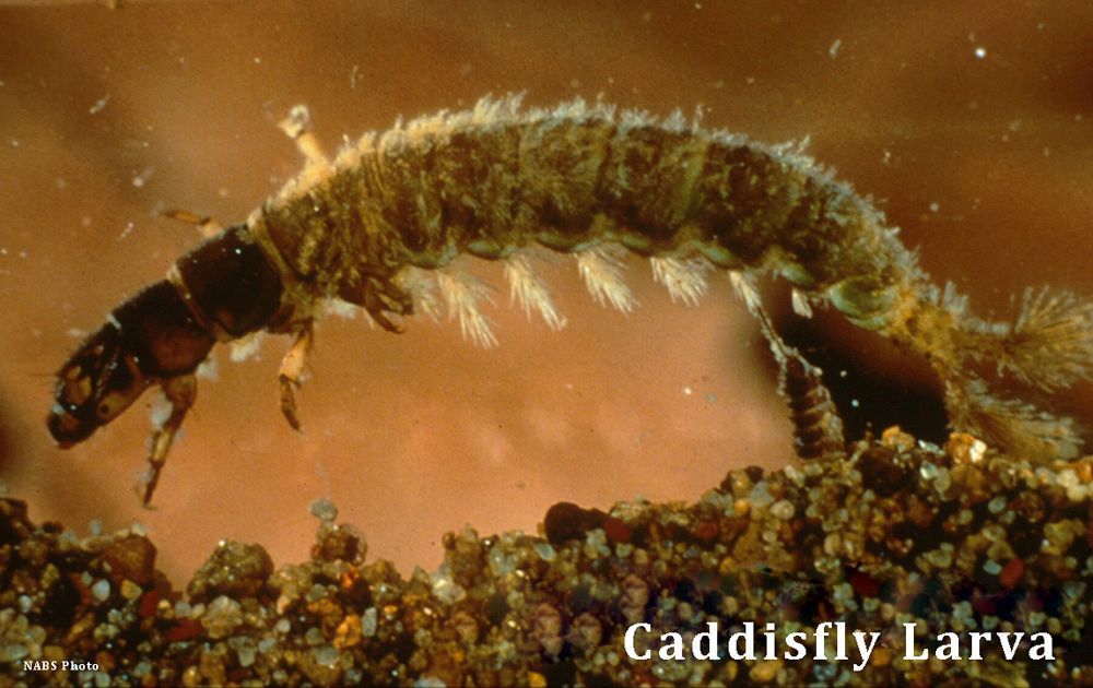 A larva of a caddisfly is crawling on the ground.