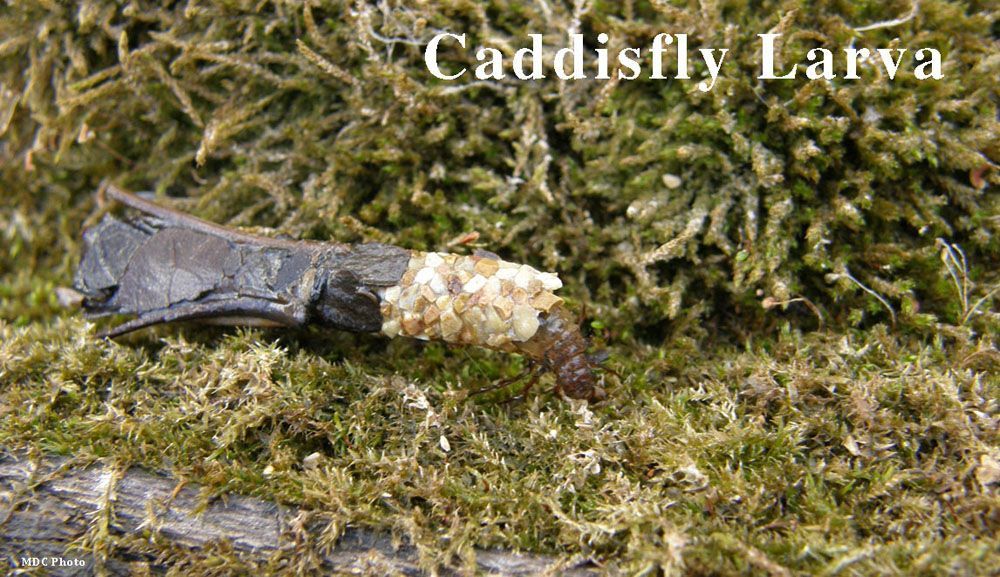 A caddyfly larva is laying on a mossy surface