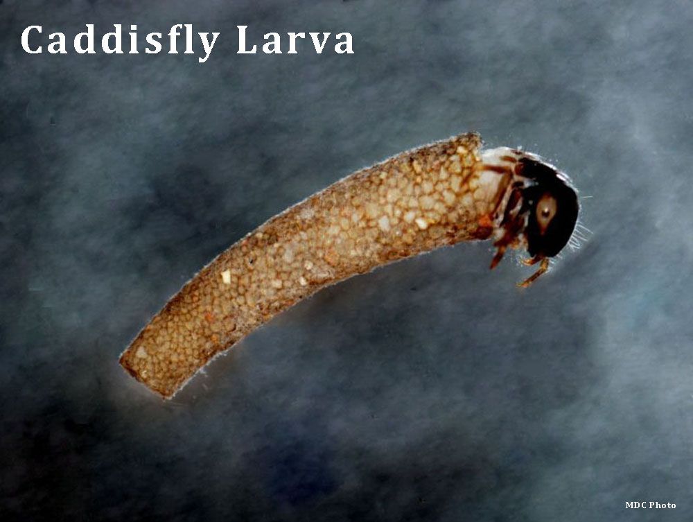 A picture of a caddisfly larva on a gray background