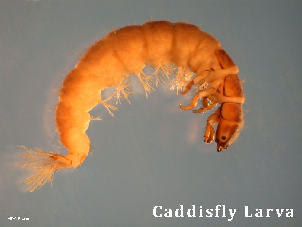 A close up of a caddisfly larva on a blue background