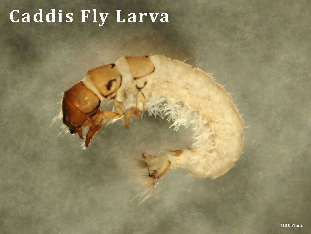 A close up of a caddy 's fly larva