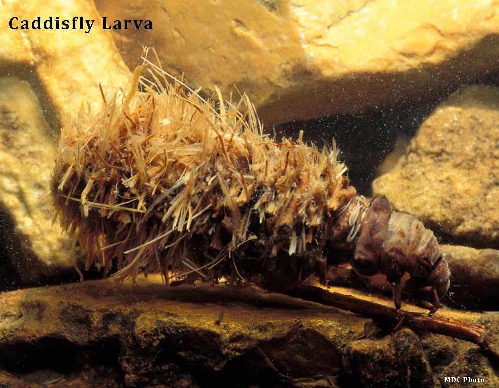 A close up of a caddyfly larva on a rock