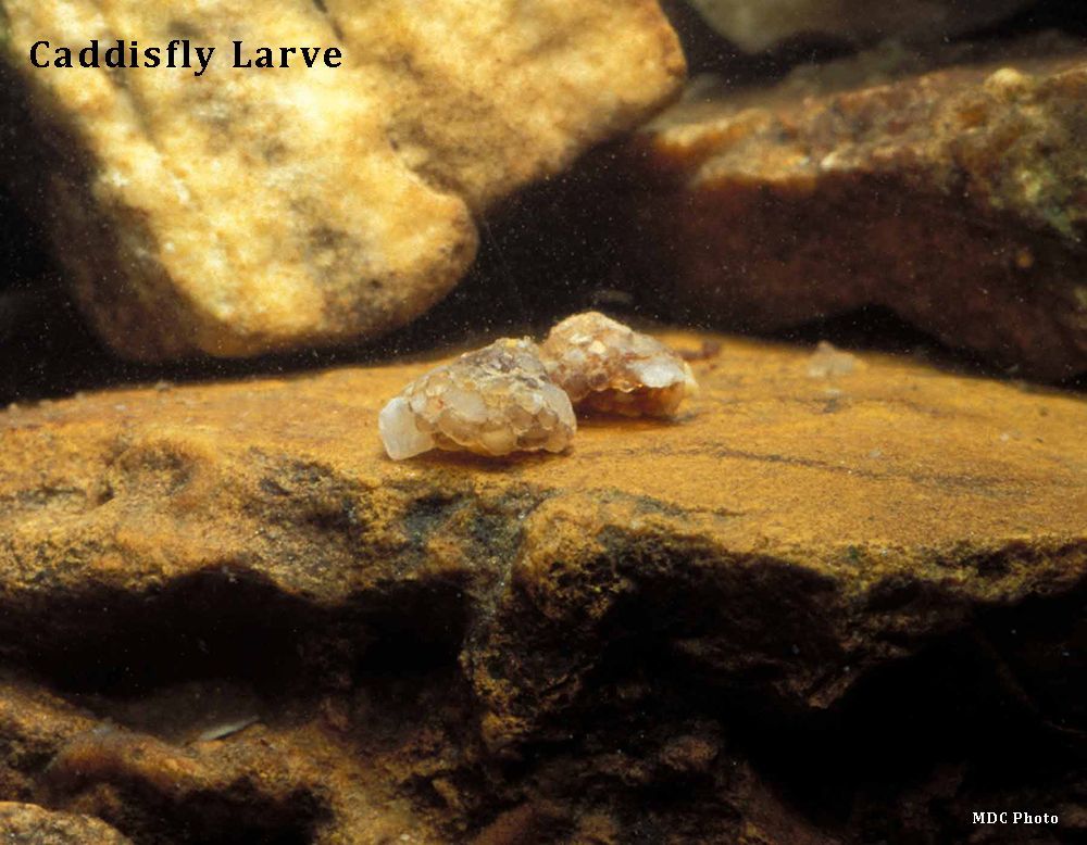 A close up of a caddyfly larva on a rock