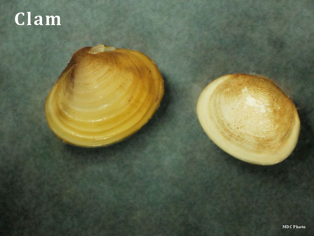 Two clam shells are sitting on a table with the word clam above them