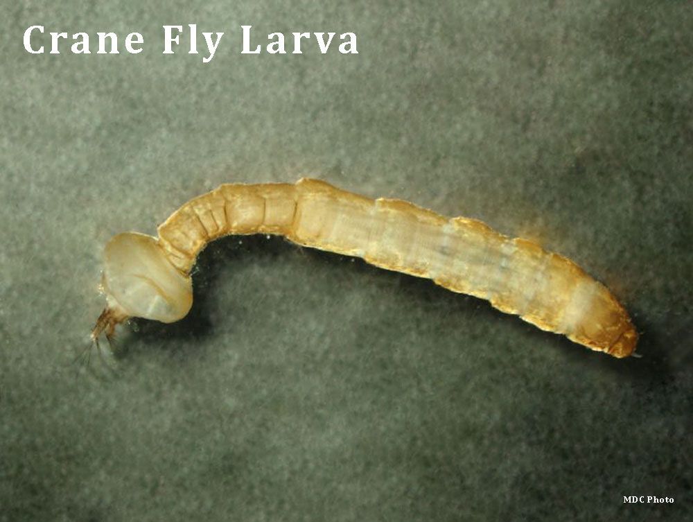 closeup of a crane fly larva