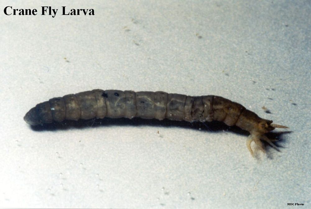 closeup of a crane fly larva
