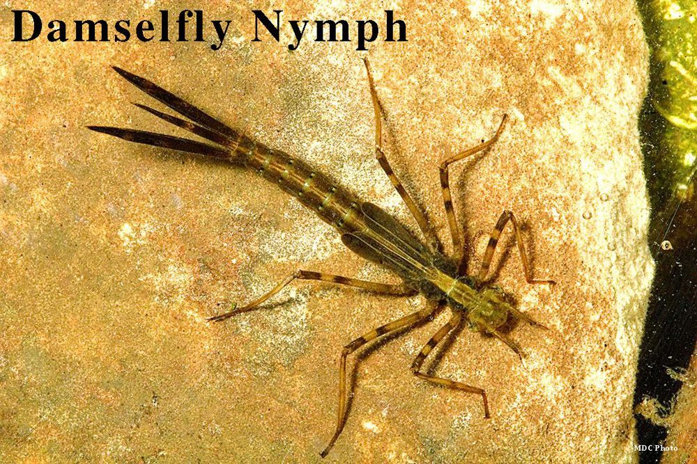 closeup of a damselfy nymph