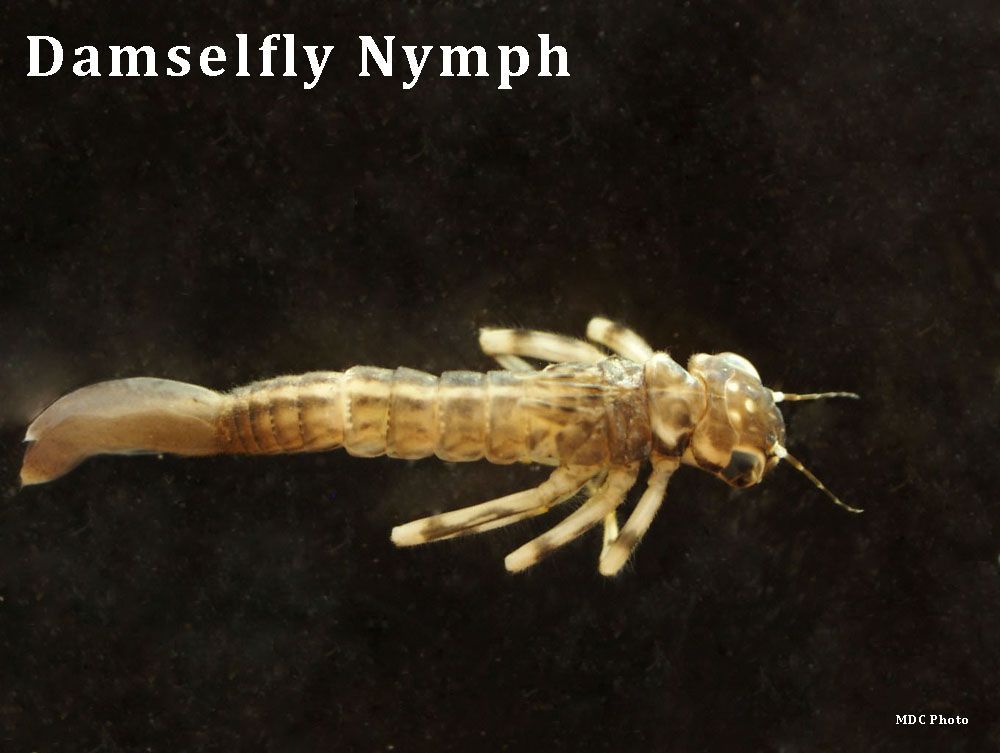closeup of a damselfly nymph