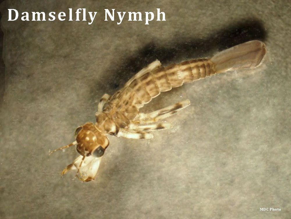 closeup of a damselfy nymph