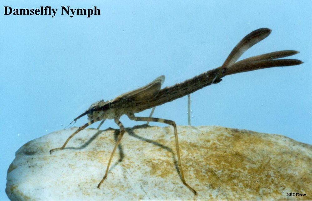 close up view of a nymph