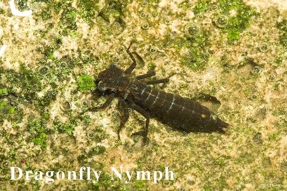 A dragonfly nymph is crawling on a rock.