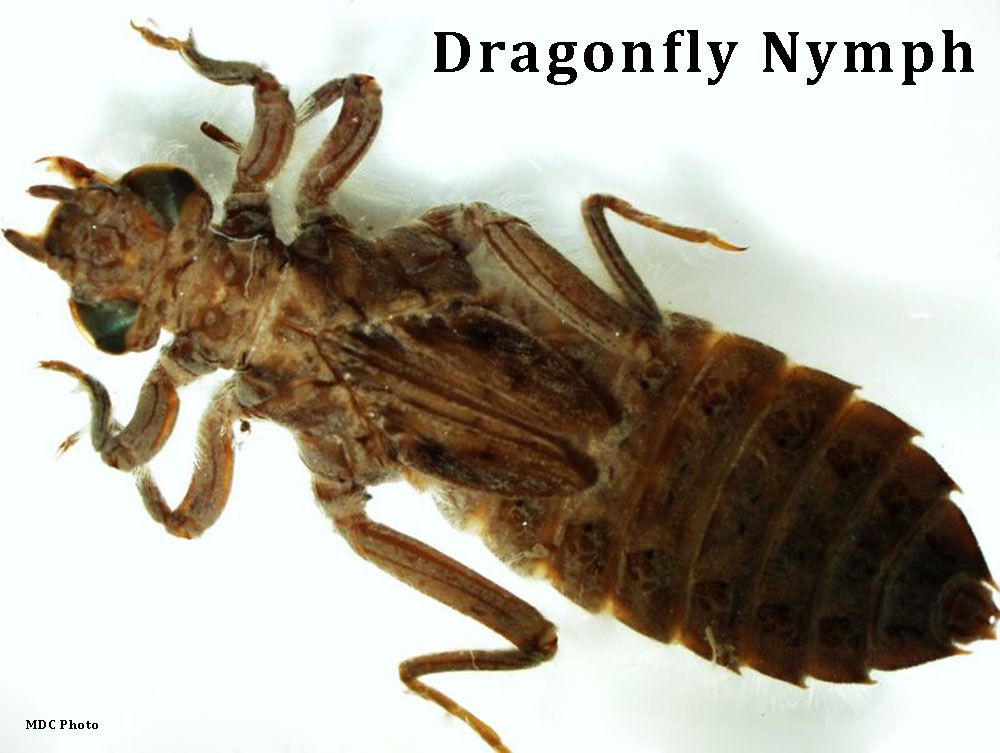 A dragonfly nymph is shown on a white background