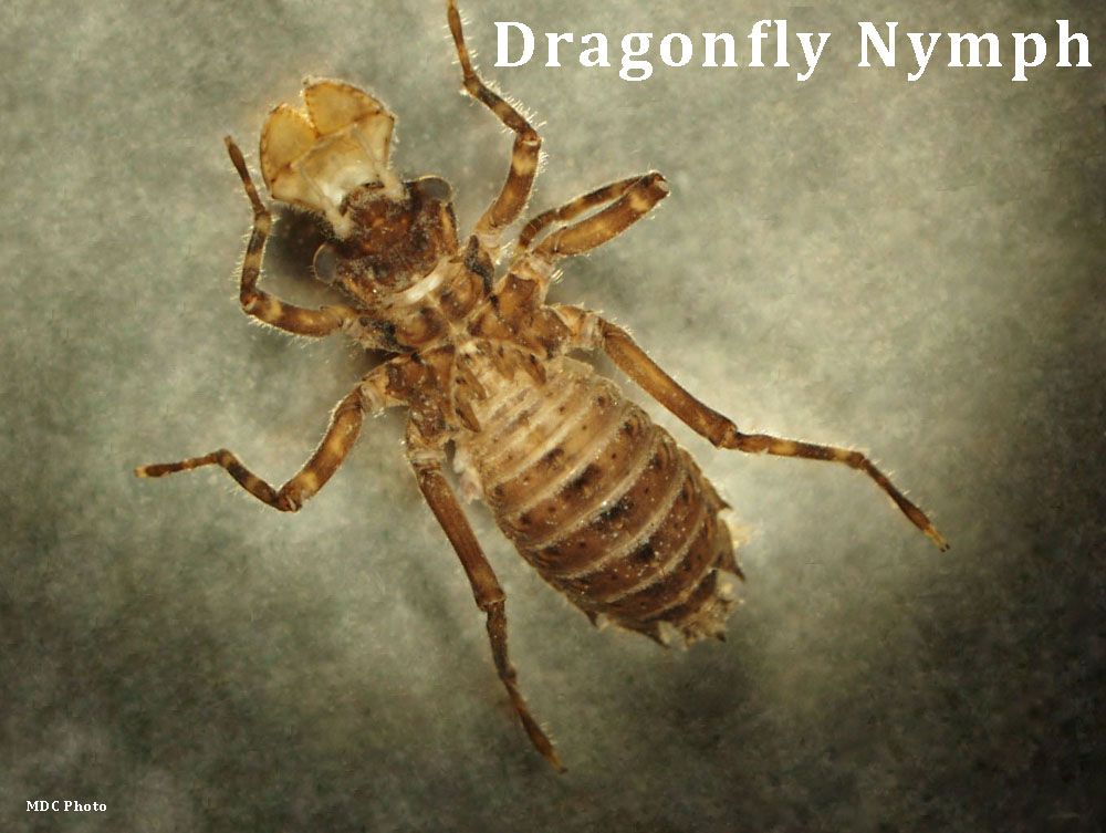 A dragonfly nymph is laying on a gray surface