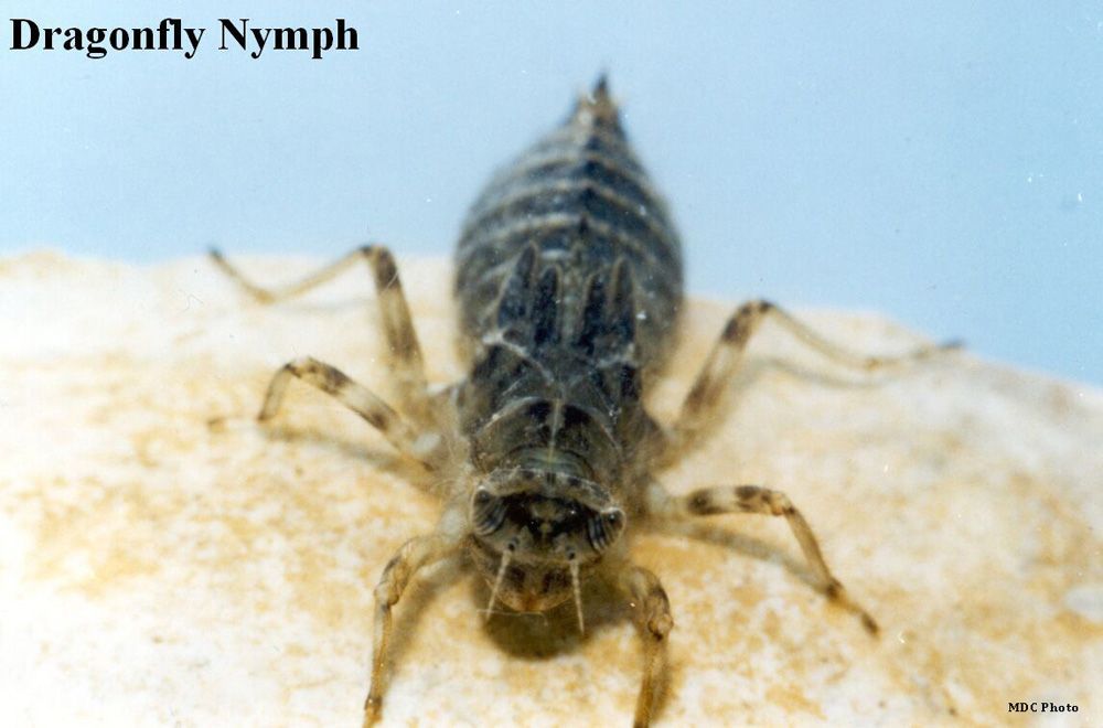 A close up of a dragonfly nymph on a rock