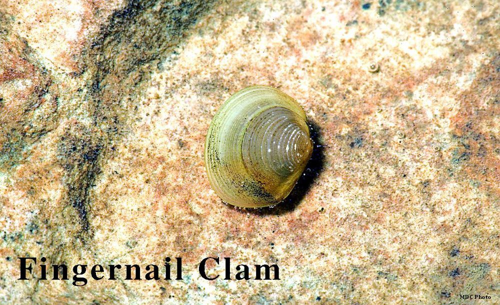 A fingernail clam is sitting on a rock.