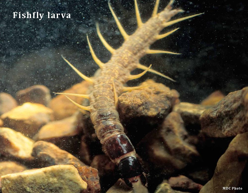A fishfly larva is crawling on rocks in the water