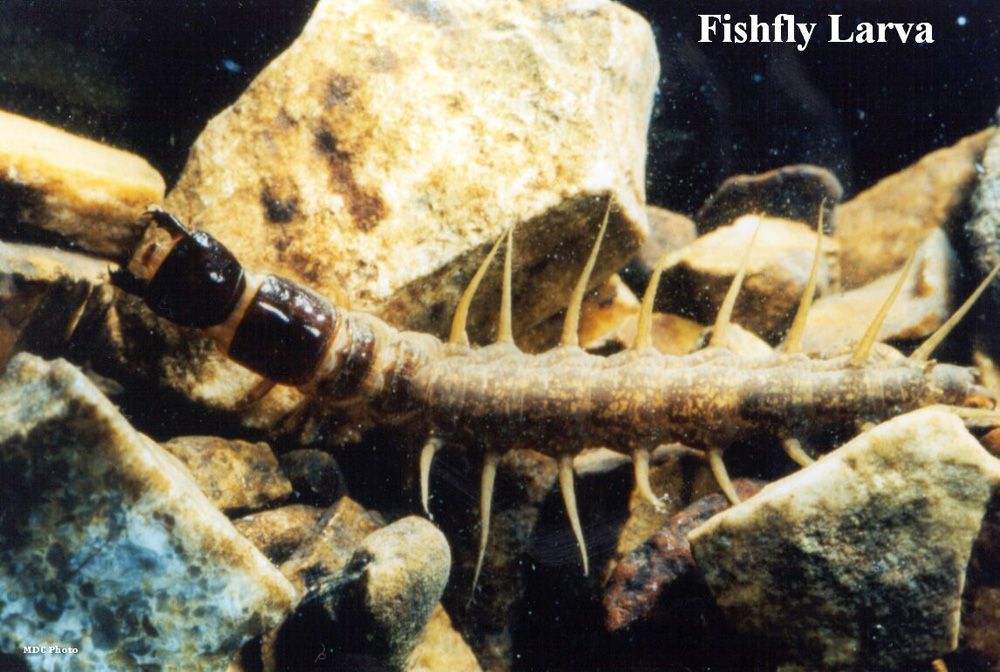 A fishfly larva is crawling on a pile of rocks