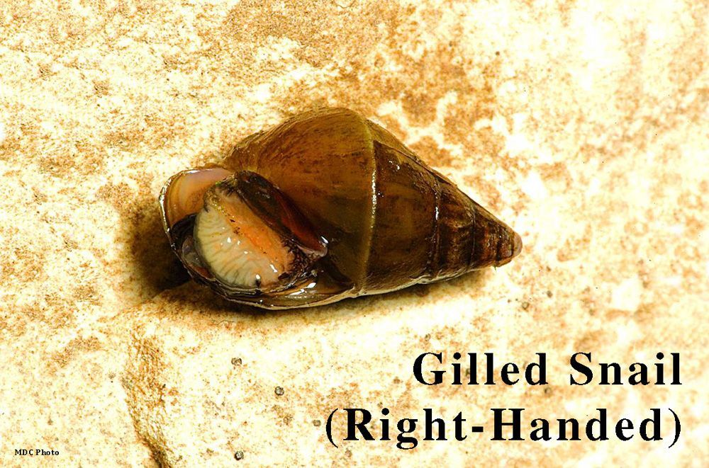A picture of a gilled snail that is right handed