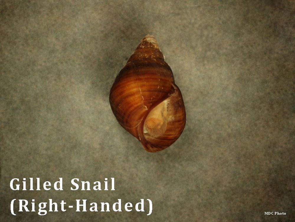 A picture of a gilded snail that is right handed