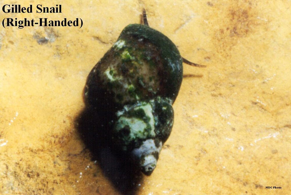 A picture of a gilled snail that is right handed