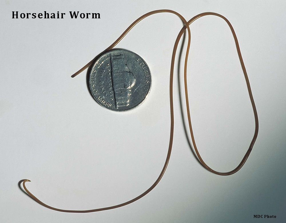 closeup of an aquatic worm