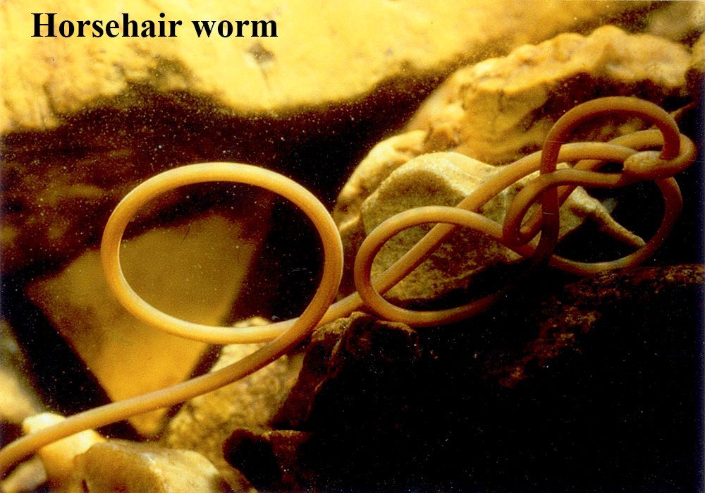 closeup of an aquatic worm