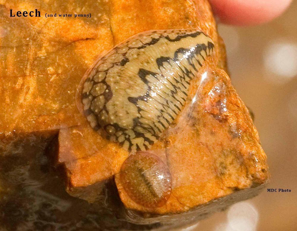 A person is holding a small slug on a rock.