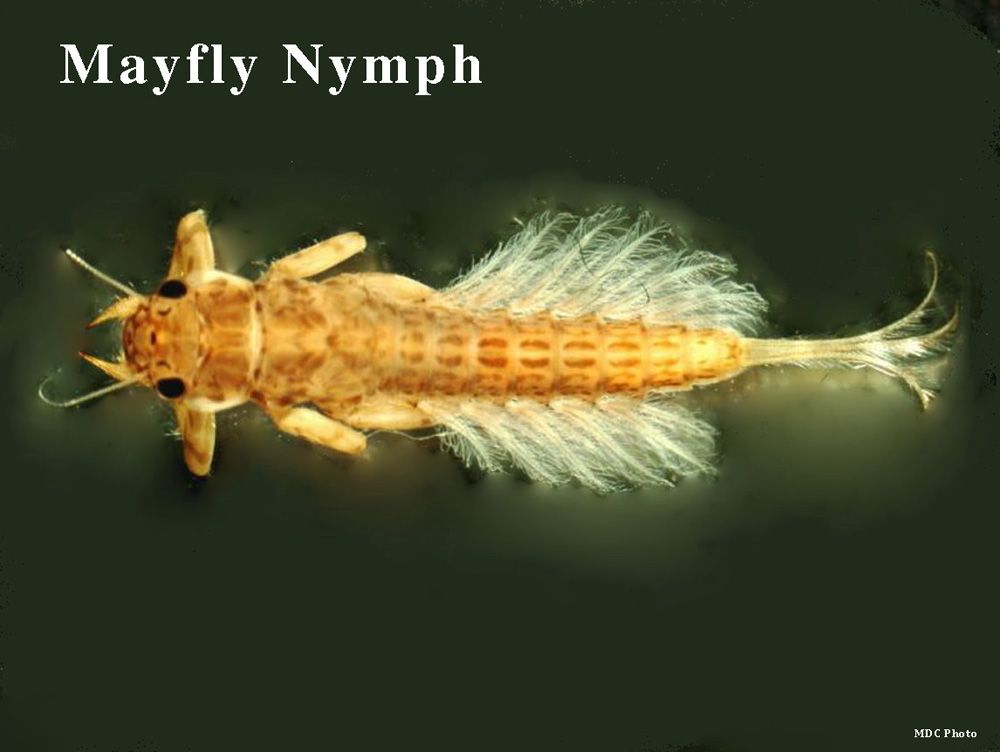 A close up of a mayfly nymph on a black background