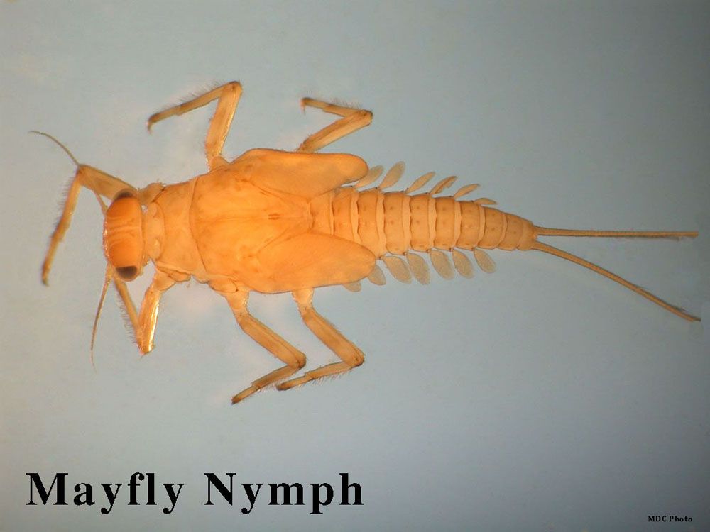 A picture of a mayfly nymph on a white background