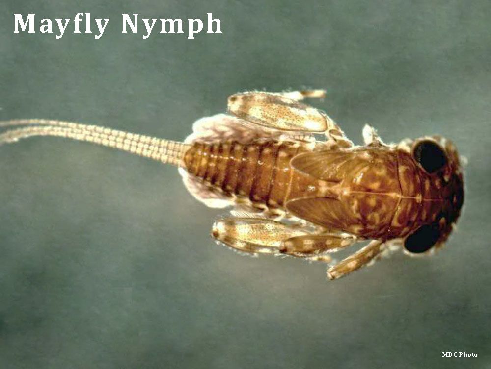 A mayfly nymph is shown in a close up.