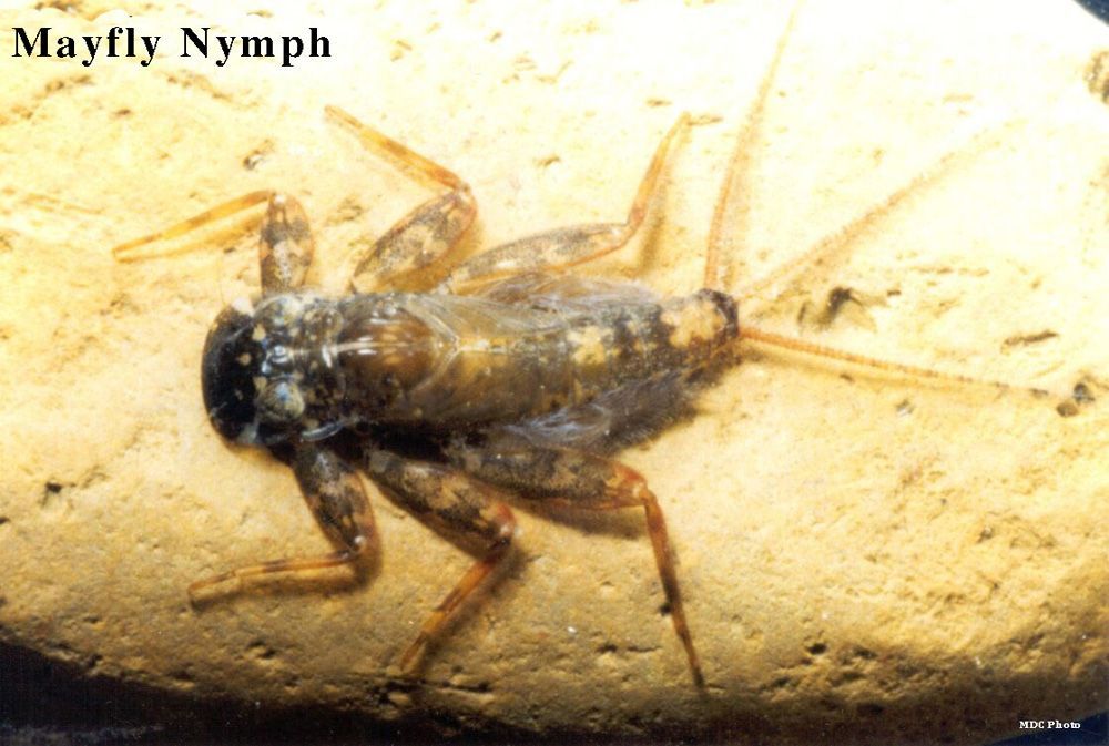 A mayfly nymph is sitting on a rock.