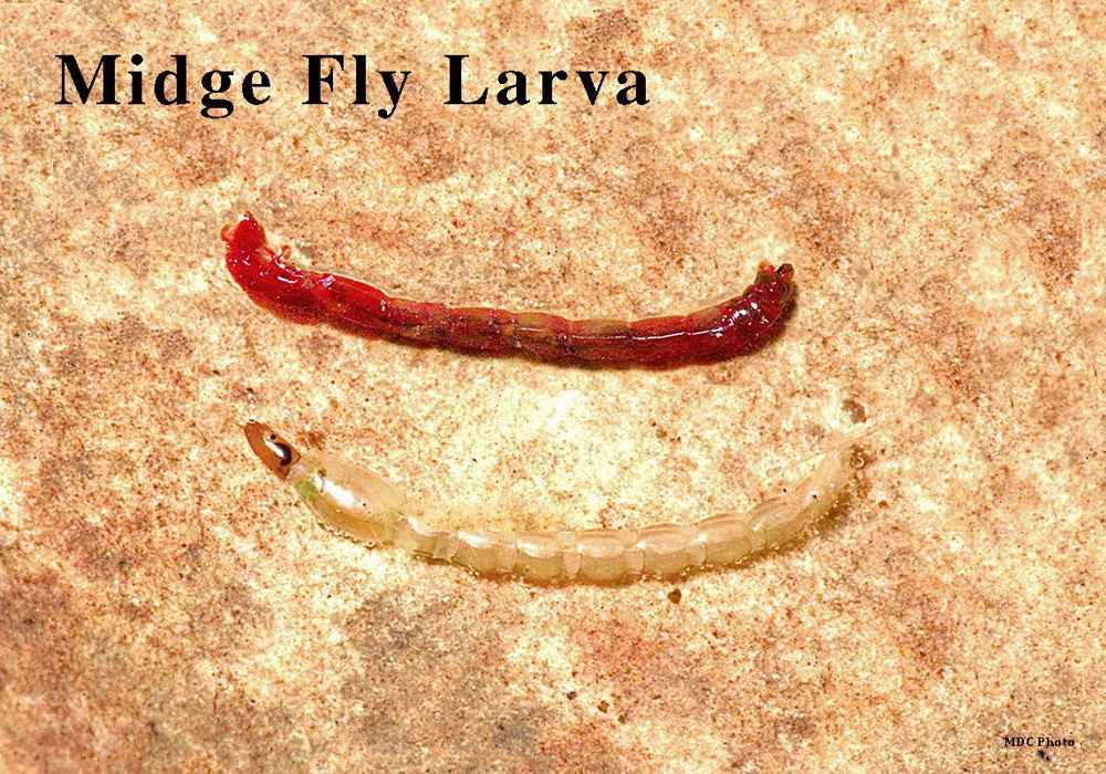 Two midge fly larvae are laying on a surface.
