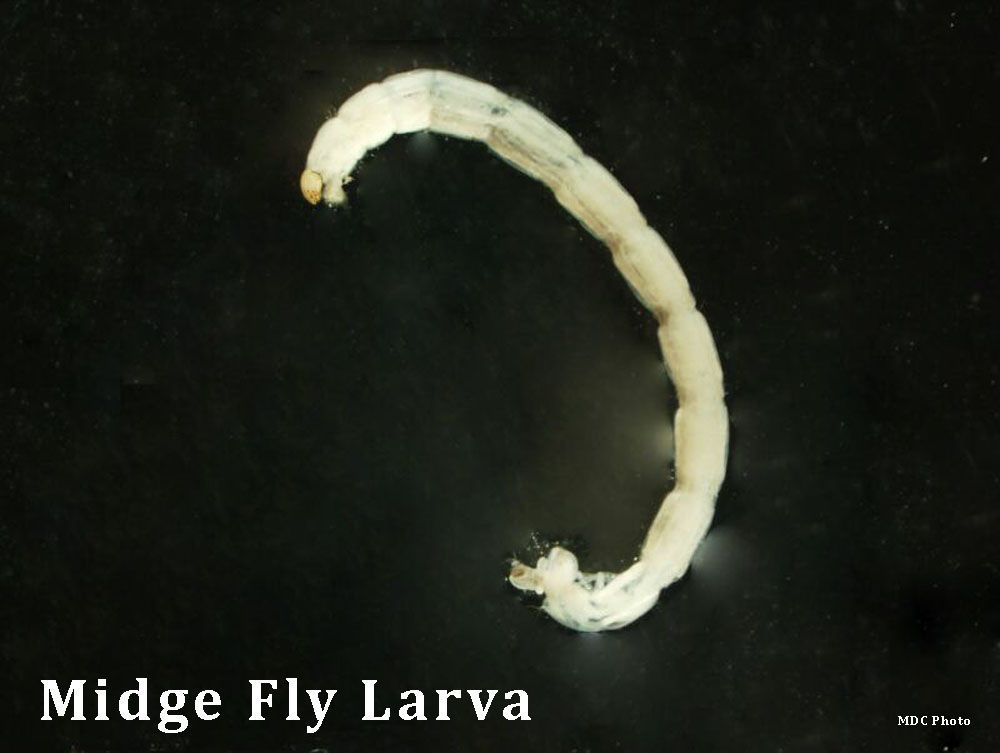 A picture of a midge fly larva on a black background