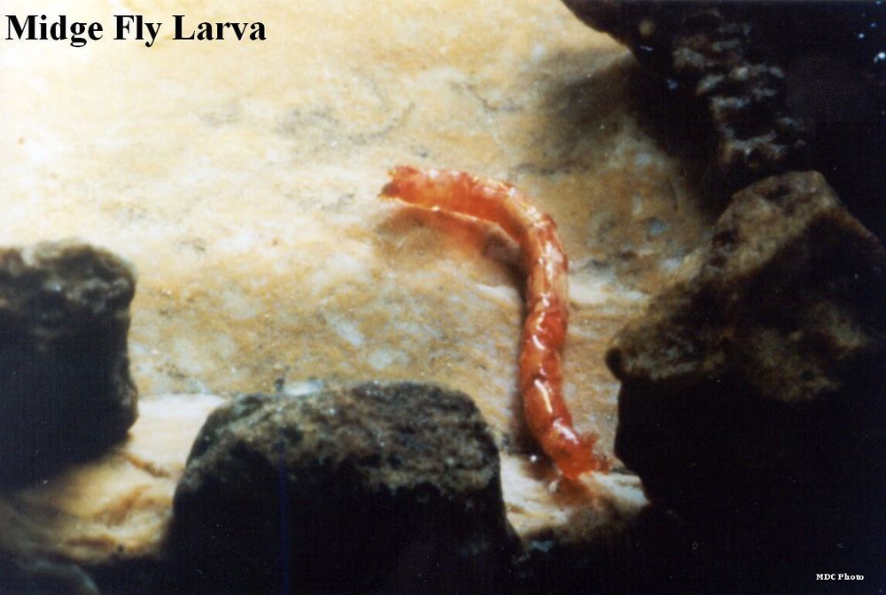A picture of a midge fly larva on a rock