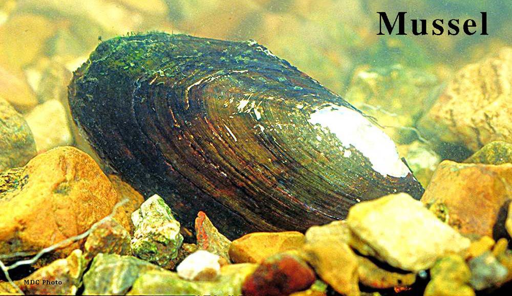 A mussel is sitting on the rocks in the water