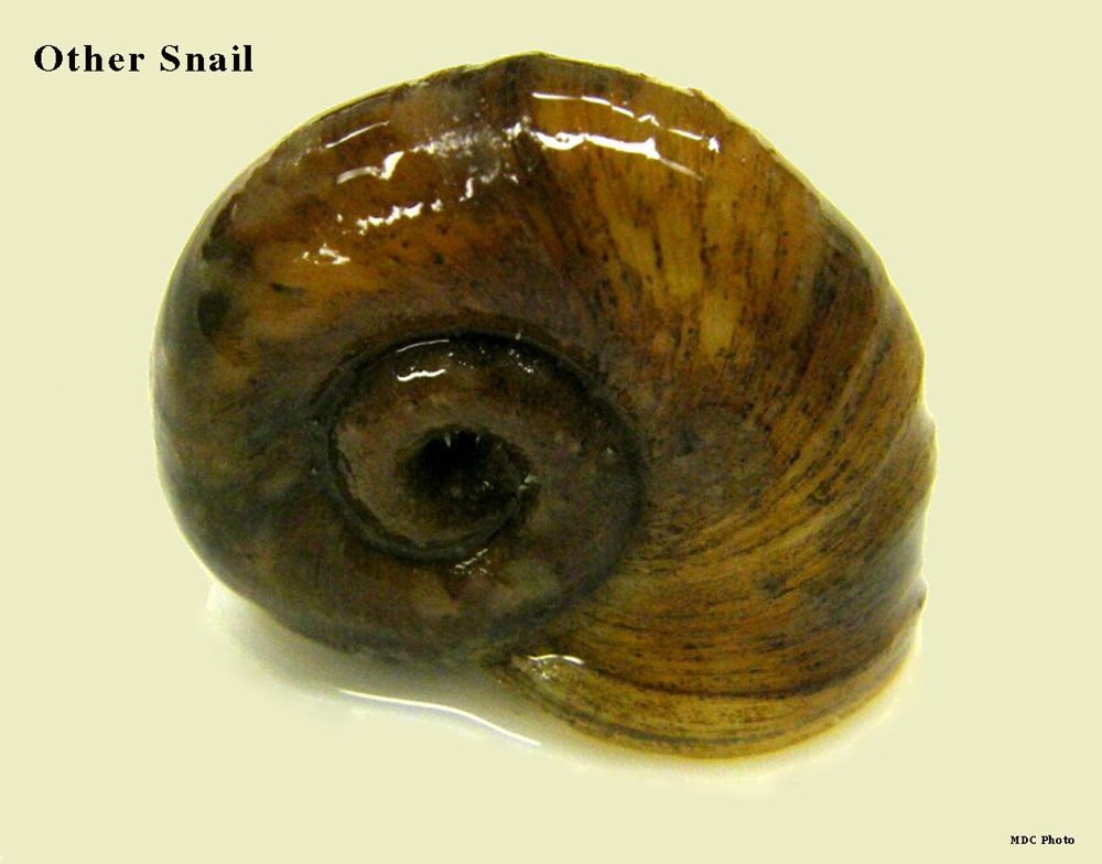 A close up of a snail shell with the words other snail below it