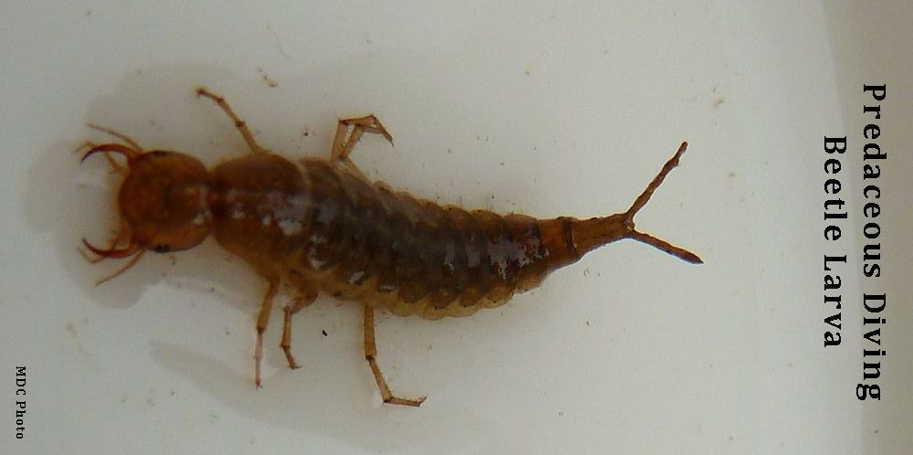 closeup of a beetle larva