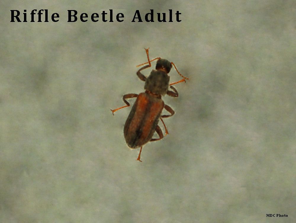 A picture of a ruffle beetle adult on a gray background