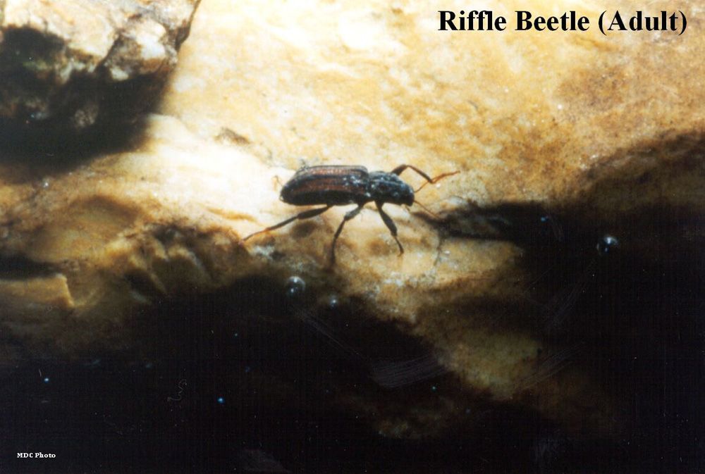 A riffle beetle is crawling on a rock in the water
