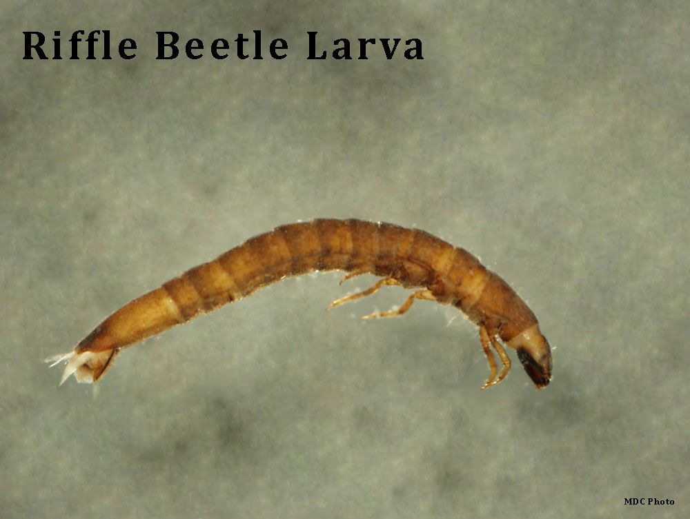 A close up of a ruffle beetle larva