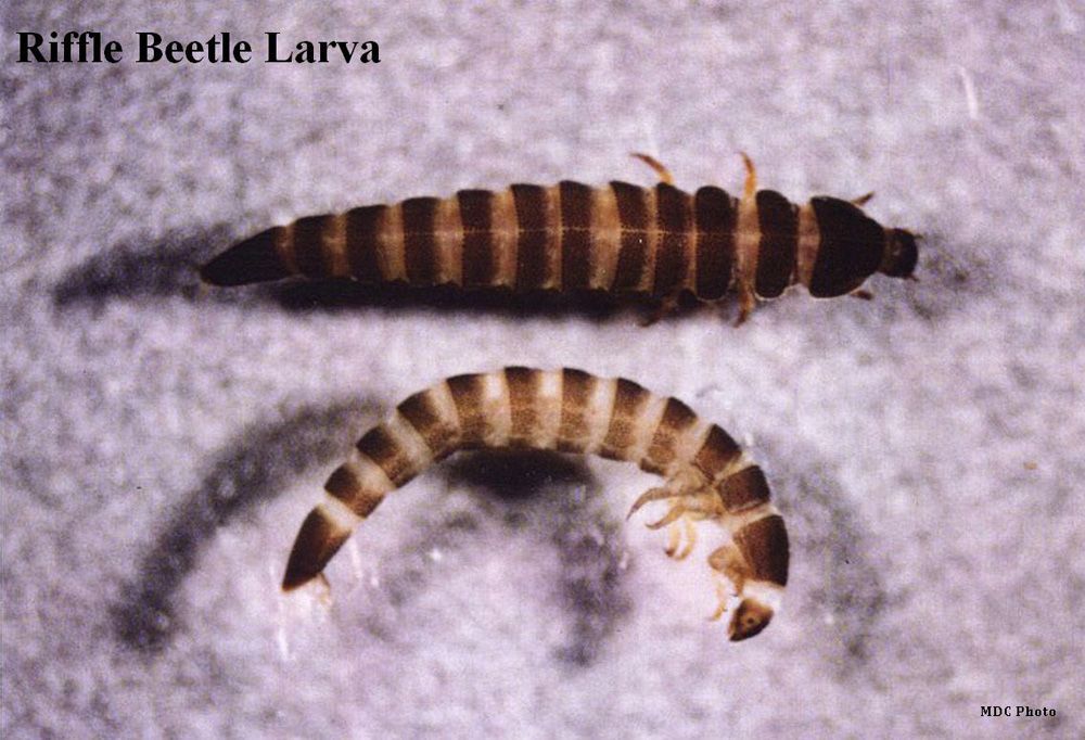 closeup of riffle beetle larva